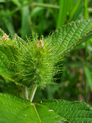 Acalypha arvensis