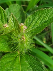 Acalypha arvensis