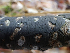 Diatrype decorticata