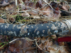 Diatrype decorticata