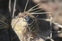 Lampetis dilaticollis