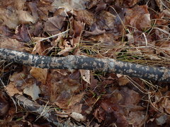 Diatrype decorticata