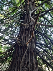 Sequoia sempervirens