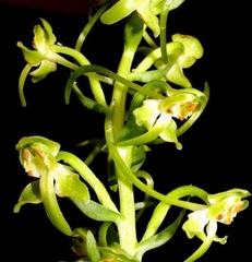 Platanthera holmboei