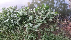 Echinodorus palifolius