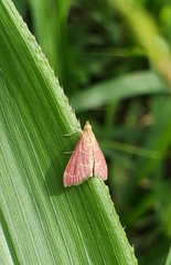 Pyrausta signatalis