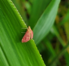 Pyrausta signatalis