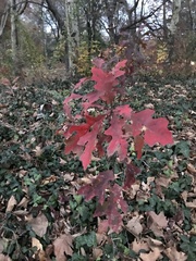 Scarlet Oak (Quercus coccinea)