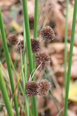 Juncus bolanderi
