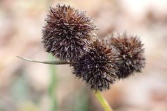 Juncus bolanderi