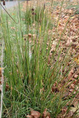 Juncus bolanderi