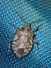 Brochymena parva