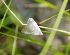 Adeixis inostentata