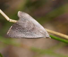 Adeixis inostentata