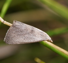 Adeixis inostentata
