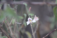 Carlowrightia arizonica