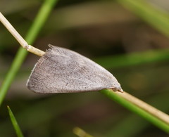 Adeixis inostentata