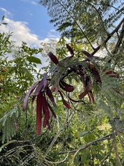 Leucaena diversifolia