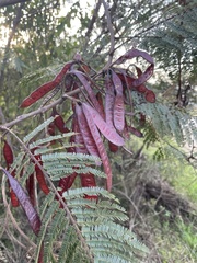 Leucaena diversifolia