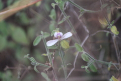 Carlowrightia arizonica