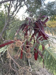 Leucaena diversifolia
