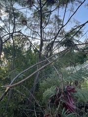 Leucaena diversifolia