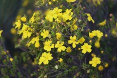 Hibbertia hypericoides hypericoides