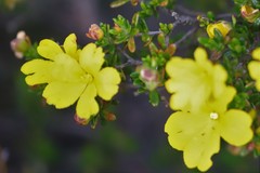 Hibbertia hypericoides hypericoides