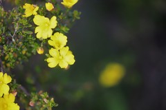 Hibbertia hypericoides hypericoides