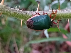 Edessa rufomarginata