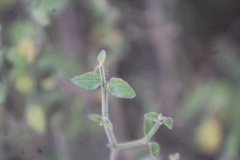 Carlowrightia arizonica