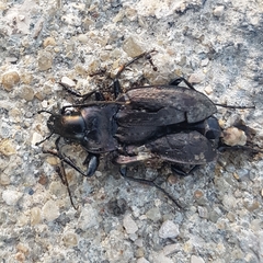 Carabus lusitanicus