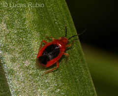 Tenthecoris bicolor