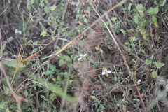Carlowrightia arizonica