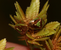 Hellica nitida