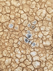 Lecanoromycetes