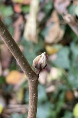 Phytoptus avellanae