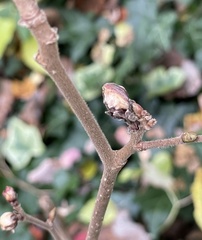 Phytoptus avellanae