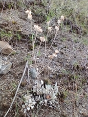 Eriogonum
