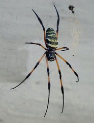 Nephila comorana