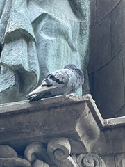 Columba livia domestica
