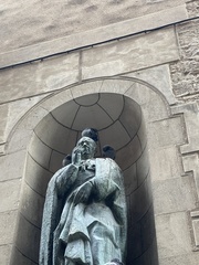 Columba livia domestica