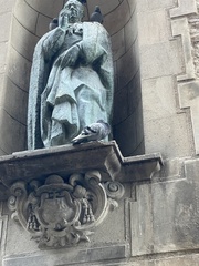 Columba livia domestica