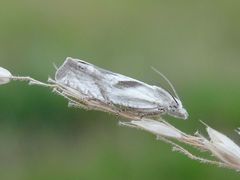 Eucosma metzneriana