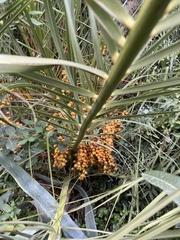 Phoenix canariensis