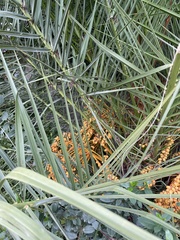 Phoenix canariensis