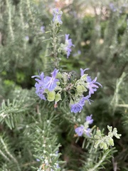 Salvia
