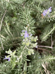 Salvia
