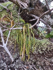 Psilotum complanatum