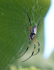 Nephila comorana